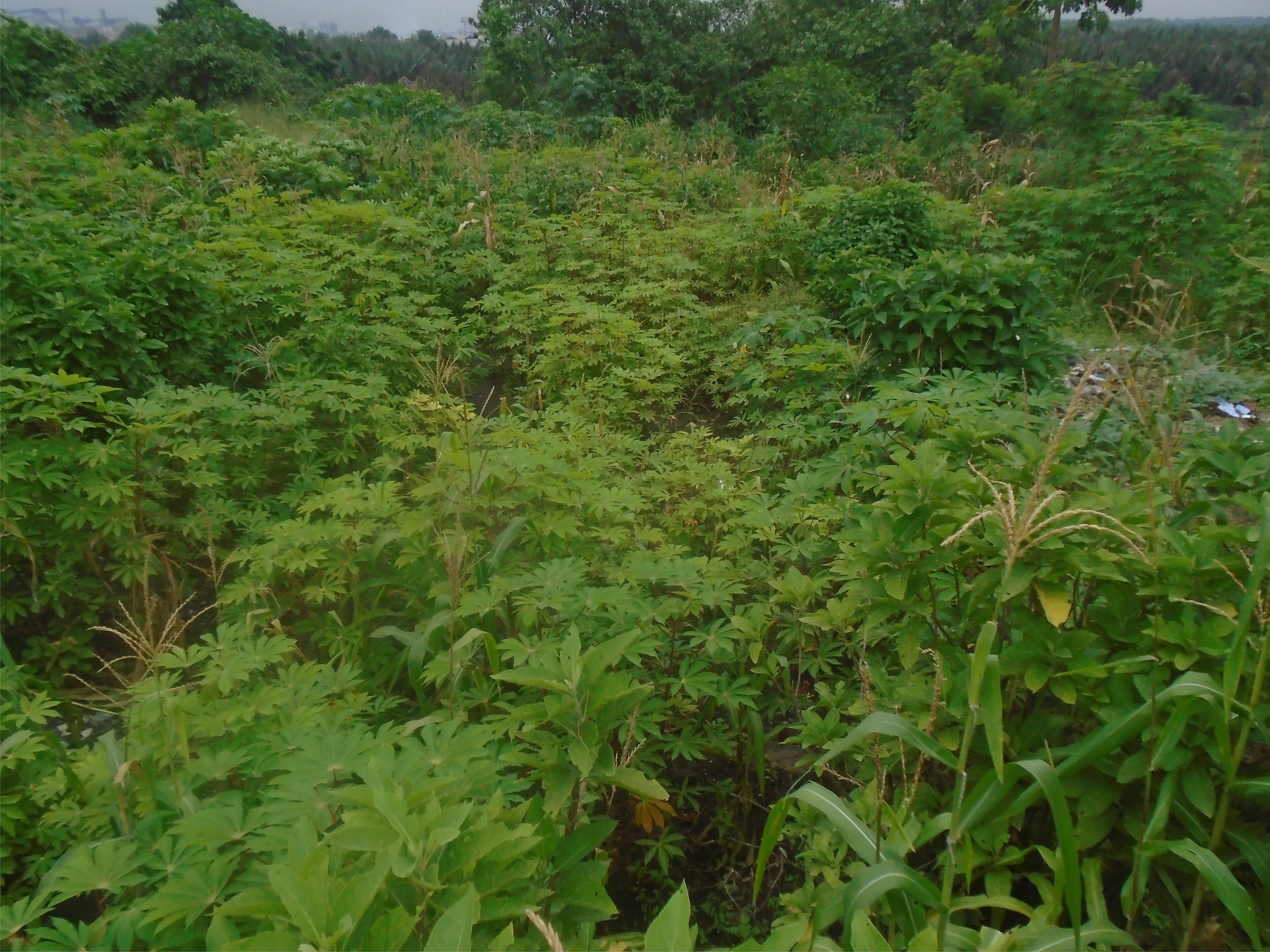 A cassava farm, Port Harcourt, Rivers State, Nigeria (illustration)