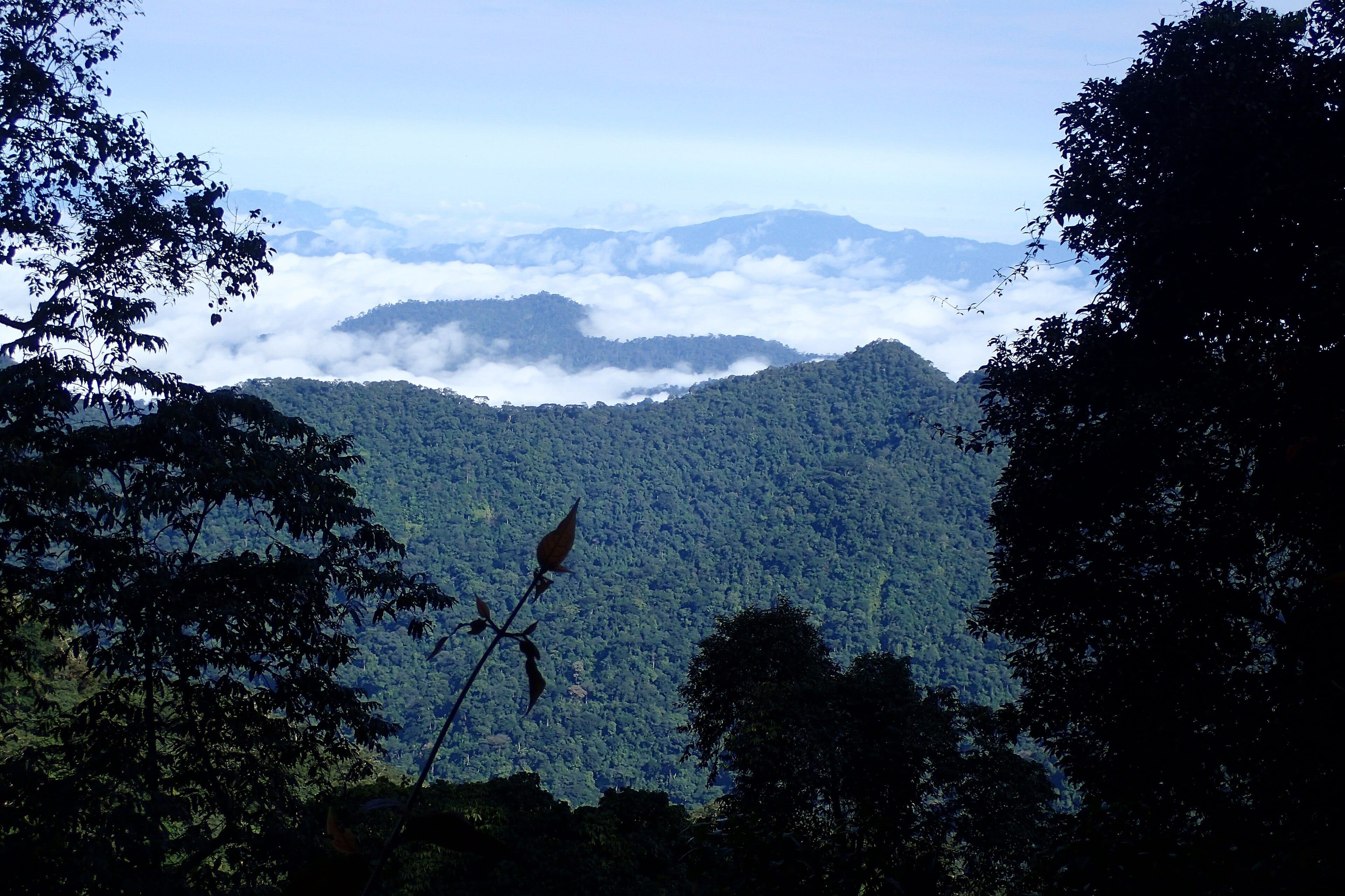 Okwangwo Division, Cross River National Park, Cross River State, Nigeria (illustration)