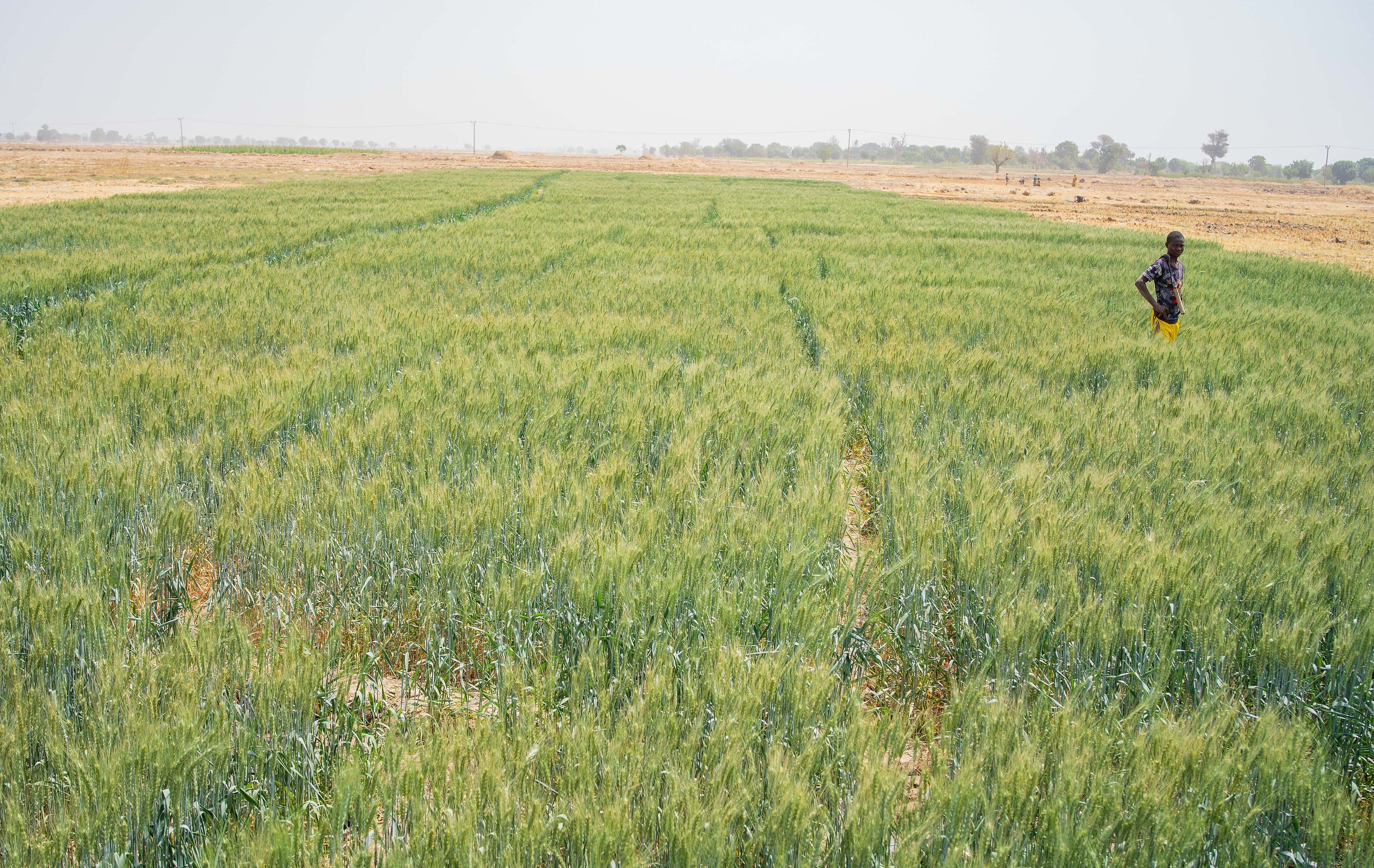 A farmer in his field, Nigeria (illustration)