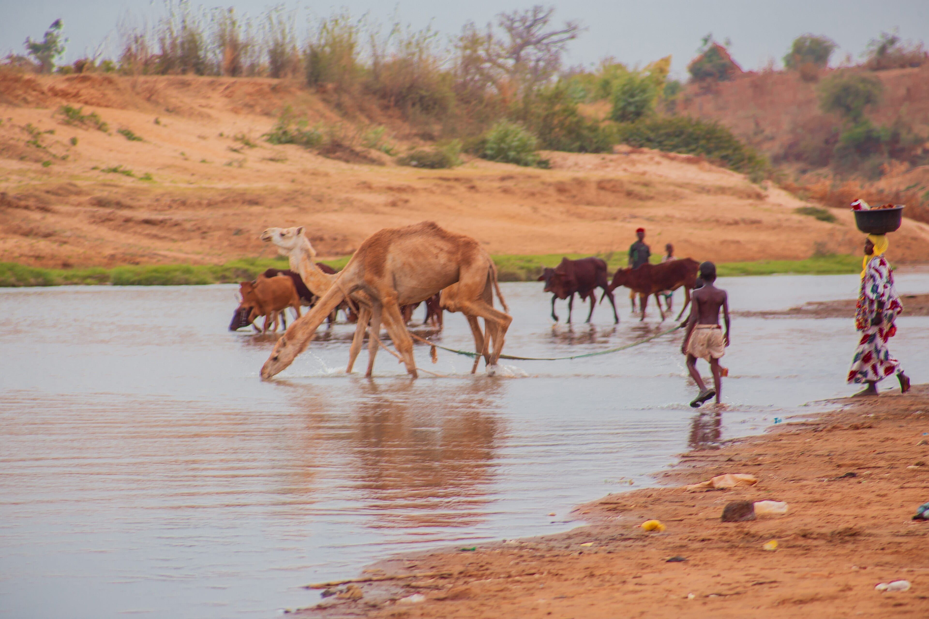 Animals drinking from a river, Kebbi State, Nigeria (illustration)