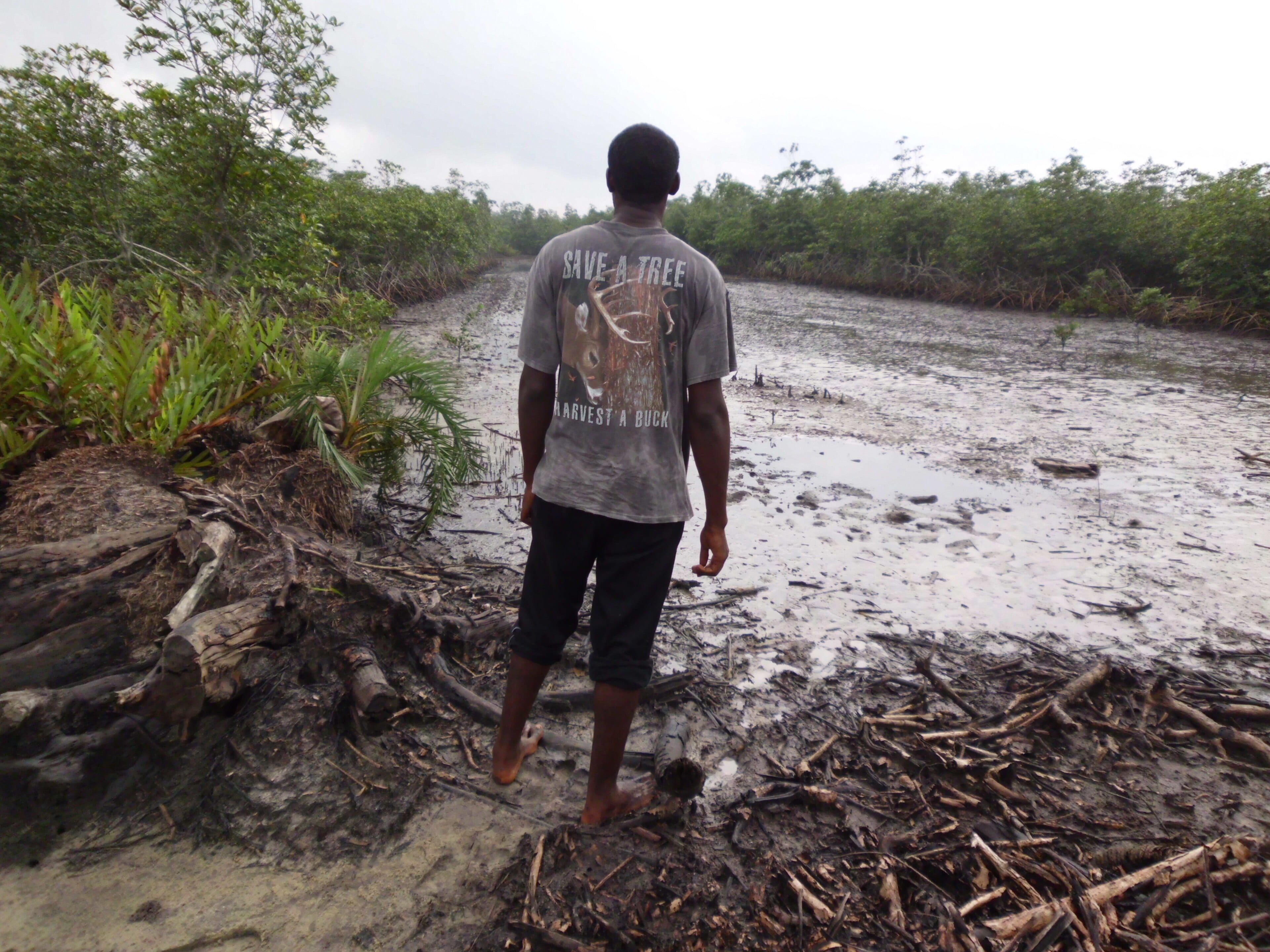 Red mangrove area, Port Harcourt, Nigeria (illustration)