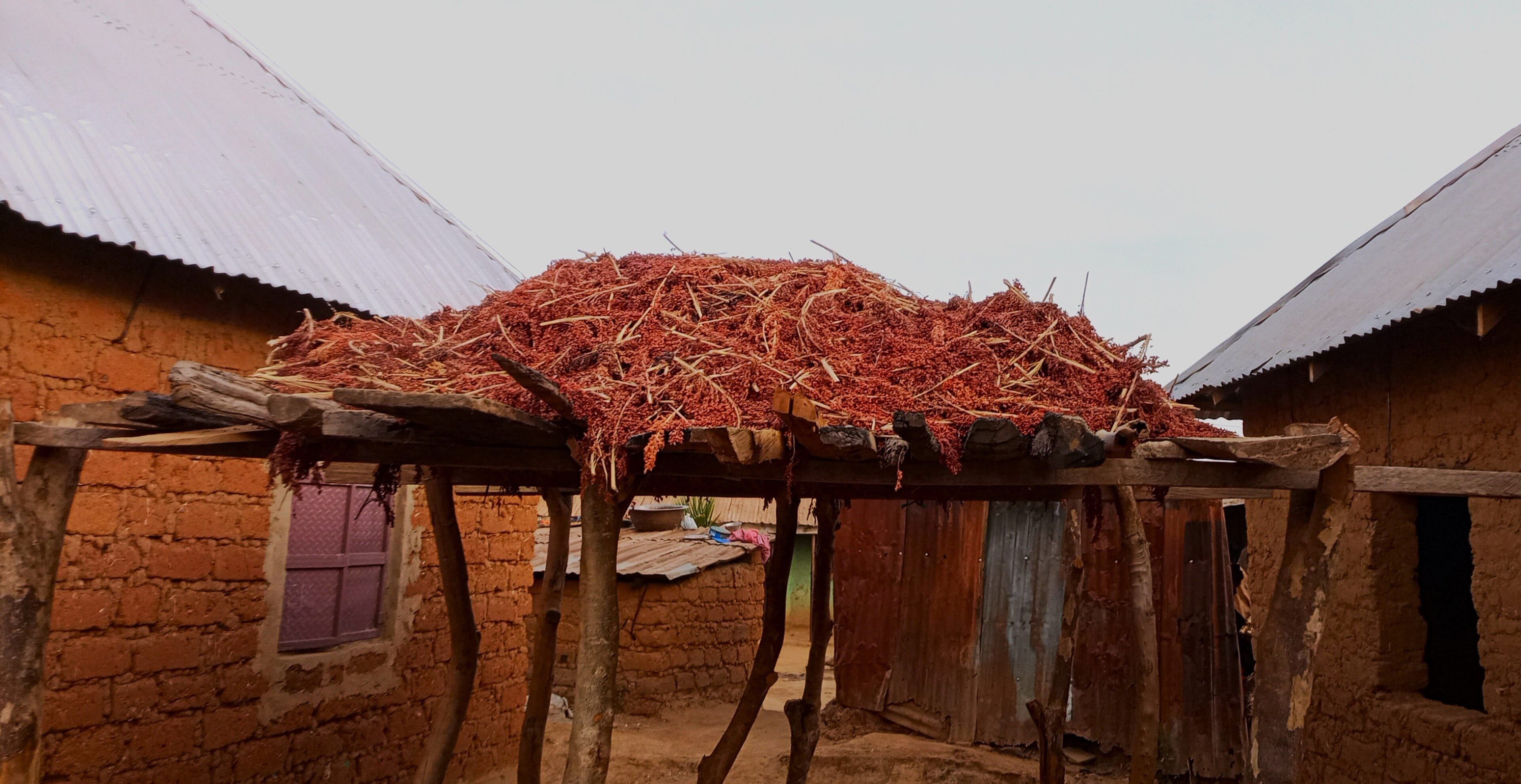 Drying freshly harvested sorghum, Atyap land, Kaduna State, Nigeria (illustration)