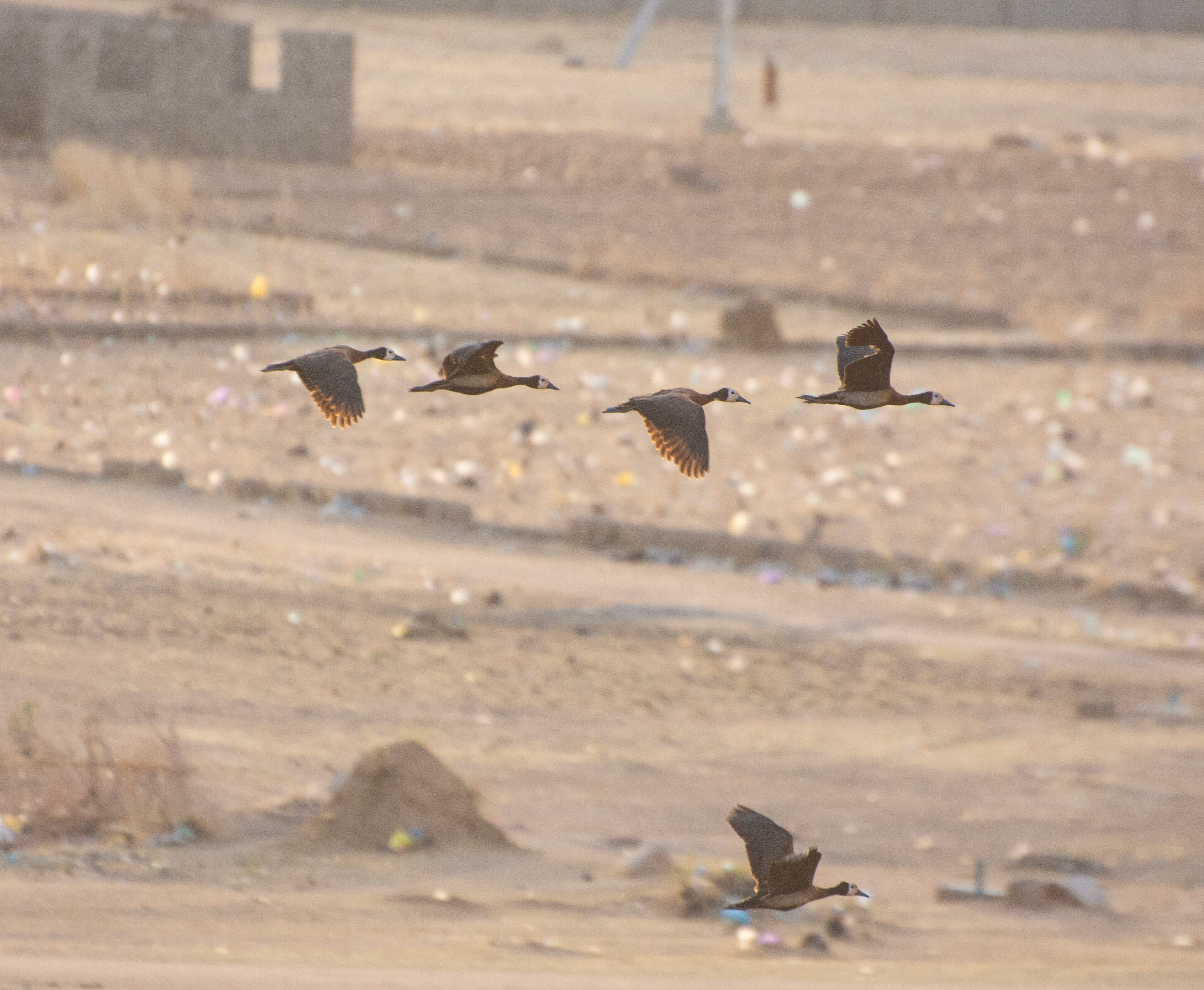 White-faced whistling ducks in flight, Nigeria (illustration)